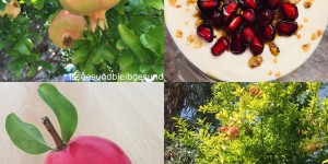 Beitragsbild des Blogbeitrags Granatapfel frisch vom Baum 