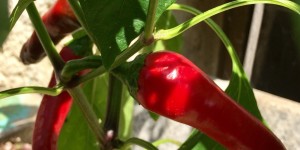 Beitragsbild des Blogbeitrags Red hot Chili 