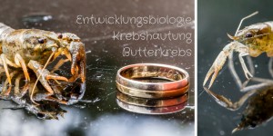 Beitragsbild des Blogbeitrags Entwicklungsbiologie – Krebshäutung – Butterkrebs usw. Fortsetzung