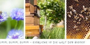 Beitragsbild des Blogbeitrags Summ, summ, summ – Einblicke in die Welt der Bienen 