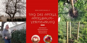 Beitragsbild des Blogbeitrags Tag des Apfels, Apfelbaum-Vermehrung 
