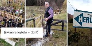Beitragsbild des Blogbeitrags Baumveredeln – 2020