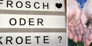 Beitragsbild des Blogbeitrags Frosch oder Kröte? So kannst du die Unterscheidungsmerkmale finden!