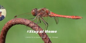 Beitragsbild des Blogbeitrags Biologie-Unterricht zu Hause „Die Libelle“ 