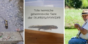 Beitragsbild des Blogbeitrags Tolle heimische – geheimnisvolle Tiere – der FEUERSALAMANDER