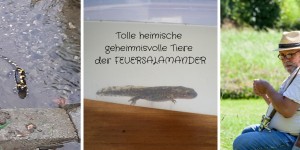 Beitragsbild des Blogbeitrags Tolle heimische – geheimnisvolle Tiere – der FEUERSALAMANDER 