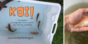 Beitragsbild des Blogbeitrags Koi zu verschenken – Ausgabe am Montag, 10.08.2020