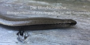 Beitragsbild des Blogbeitrags Blindschleiche
