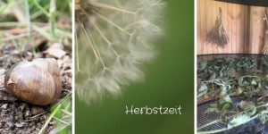 Beitragsbild des Blogbeitrags Herbstzeit 