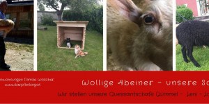 Beitragsbild des Blogbeitrags Welttierschutztag & Schafe