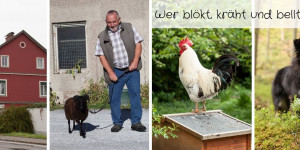 Beitragsbild des Blogbeitrags Wer blökt, kräht und bellt bei uns?