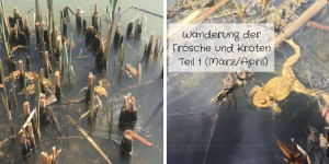 Beitragsbild des Blogbeitrags Wanderung der Frösche & Kröten (Teil 1)
