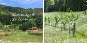 Beitragsbild des Blogbeitrags Streuobstwiese