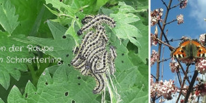 Beitragsbild des Blogbeitrags Von der Raupe zum Schmetterling