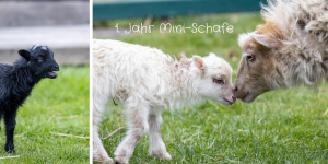 Beitragsbild des Blogbeitrags 1. Jahr Quessantschafe (Mini-Schafe)