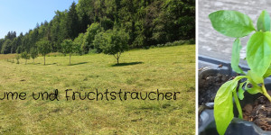 Beitragsbild des Blogbeitrags Wo kommen die Bäume und Fruchtsträucher her?