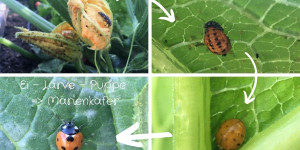 Beitragsbild des Blogbeitrags Insekten Rätsel