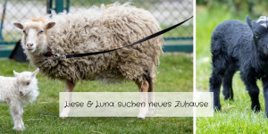 Beitragsbild des Blogbeitrags Liese & Luna suchen neues Zuhause 