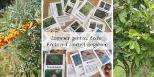 Beitragsbild des Blogbeitrags Sommer geht zu Ende – Erntezeit Herbst beginnen