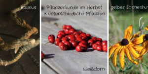 Beitragsbild des Blogbeitrags Pflanzenkunde im Herbst 