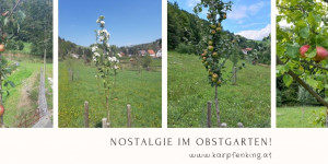 Beitragsbild des Blogbeitrags Nostalgie im Obstgarten 