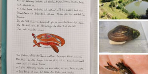 Beitragsbild des Blogbeitrags Teichanlage und Streuobstwiese – als Klassenzimmer