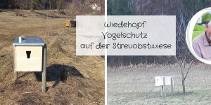 Beitragsbild des Blogbeitrags Wiedehopf Vogelschutz 2022 auf der Streuobstwiese