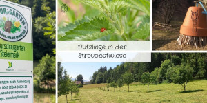 Beitragsbild des Blogbeitrags Nützlinge in der Streuobstwiese