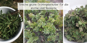 Beitragsbild des Blogbeitrags Frische grüne Frühlingskräuter für die Küche und Rezepte