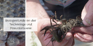Beitragsbild des Blogbeitrags Biologiestunde an der Teichanlage und Streuobstwiese