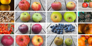 Beitragsbild des Blogbeitrags Herbstzeit = bunt = Erntezeit
