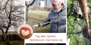 Beitragsbild des Blogbeitrags Tag des Apfels