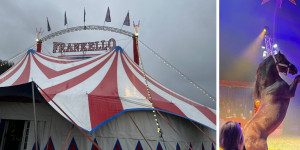 Beitragsbild des Blogbeitrags Circus Frankello – zu Gast in Bärnbach 