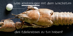 Beitragsbild des Blogbeitrags Krebsaugen in der Urheilkunde