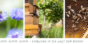 Beitragsbild des Blogbeitrags Bienen fliegen