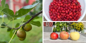 Beitragsbild des Blogbeitrags Obst wird zu Marmeladen
