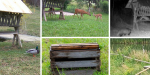 Beitragsbild des Blogbeitrags Biodiversität – Rücksicht auf die Natur und deren Vielfalt