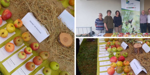 Beitragsbild des Blogbeitrags Herbstwochenende – Obstgarten