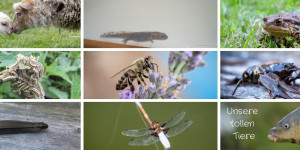 Beitragsbild des Blogbeitrags Welttierschutztag und achtsamer Umgang mit Tieren