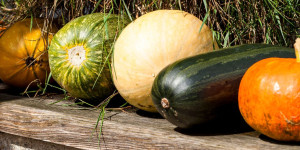 Beitragsbild des Blogbeitrags Herbstzeit – Kürbiszeit