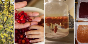 Beitragsbild des Blogbeitrags Kornelkirsche = Dirndl = Superfrucht