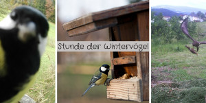 Beitragsbild des Blogbeitrags Stunde der Wintervögel 2024 