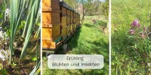 Beitragsbild des Blogbeitrags Ein gedeckter Tisch für Insekten