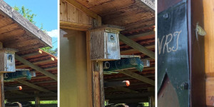 Beitragsbild des Blogbeitrags Amsel, Drossel und Fink