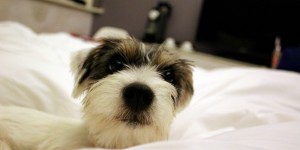 Beitragsbild des Blogbeitrags Lilo and the ride to Cornwall