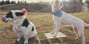Beitragsbild des Blogbeitrags Lilo and Lotti