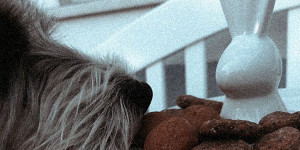 Beitragsbild des Blogbeitrags Lilo und die Hundekekse