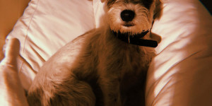 Beitragsbild des Blogbeitrags Ein kleiner Lilo Bär