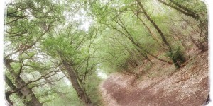 Beitragsbild des Blogbeitrags Im Wald von Fertörákos 