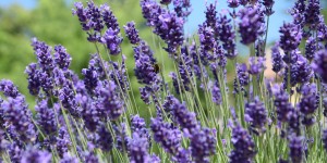 Beitragsbild des Blogbeitrags Venzone oder der Duft von Lavendel 